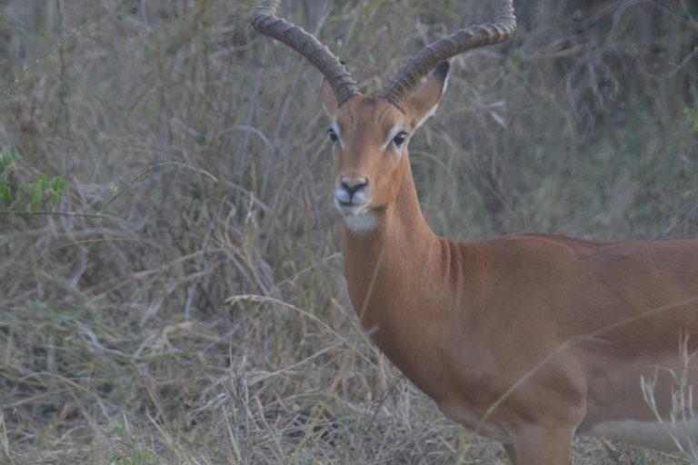 Depuis Diani ou Mombasa : Excursion d&#039;une journée dans le parc national de Tsavo East