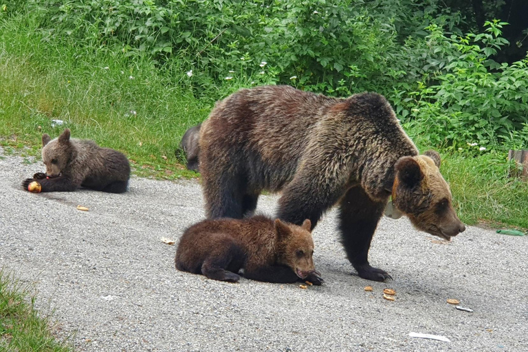 Boekarest: Bear Sanctuary, Bran Castle en Brasov Day Trip