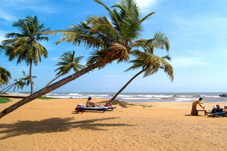 Visite de la ville de Negombo : Marché aux poissons et tour en bateau sur le canal hollandais