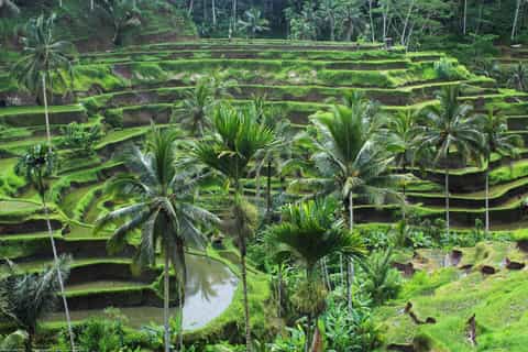 Bali Full-Day Private Customized Tour
