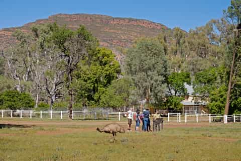 Wilpena Pound: 2-Hour Yura Udnyu Culture & Heritage Tour