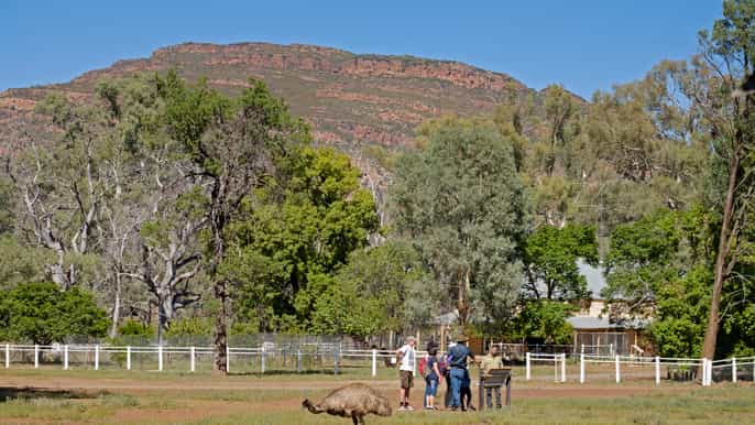 wilpena pound 2hour yura udnyu culture heritage tour