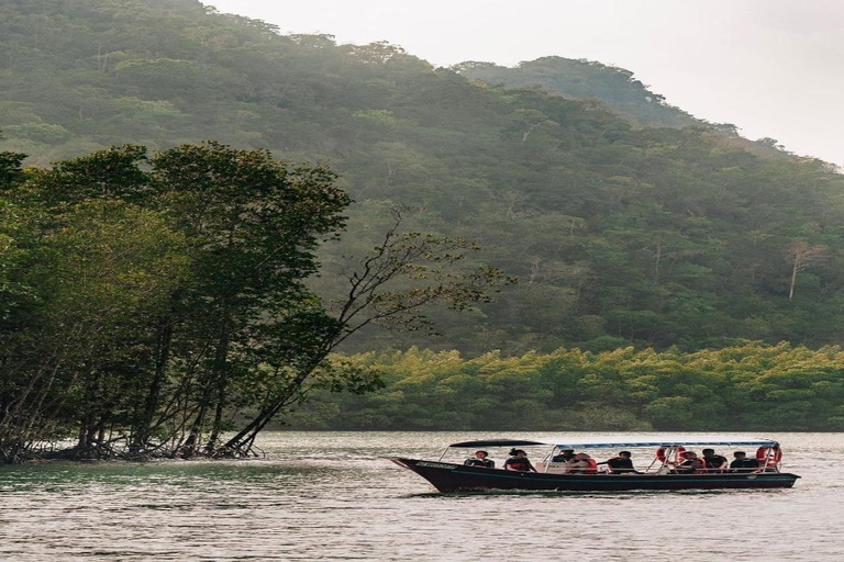Night Safari Mangrove Tour with Guide & BBQ Buffet