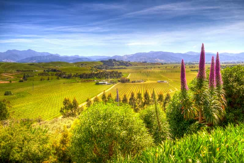 From Blenheim/Picton: Marlborough Gourmet Wine Tasting Tour