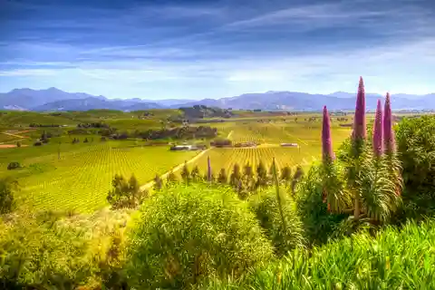 From Blenheim/Picton: Marlborough Gourmet Wine Tasting Tour