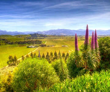 Da Blenheim/Picton: Tour di degustazione di vini gourmet a Marlborough