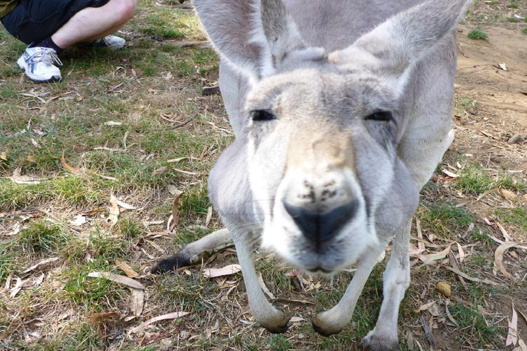 Mount Lofty Downhill Bike Tour & Cleland Wildlife Park Visit