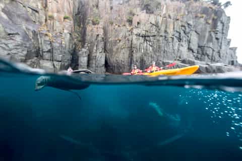 Tasman Peninsula Full-Day Sea Kayak Excursion