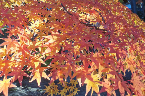 长野：隐秘神社徒步导览之旅（含小吃和饮品）