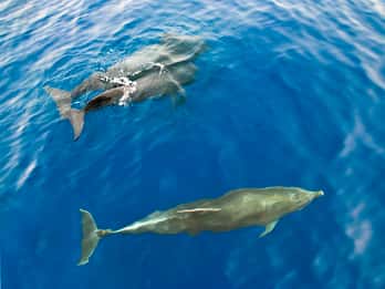 Gran Canaria: 2,5-stündige Dolphin-Watching-Bootstour Gran Canaria: 2,5-stündige Dolphin-Watching-Bootstour
