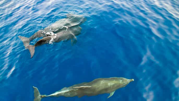 gran canaria 2.5hour dolphin watching boat tour