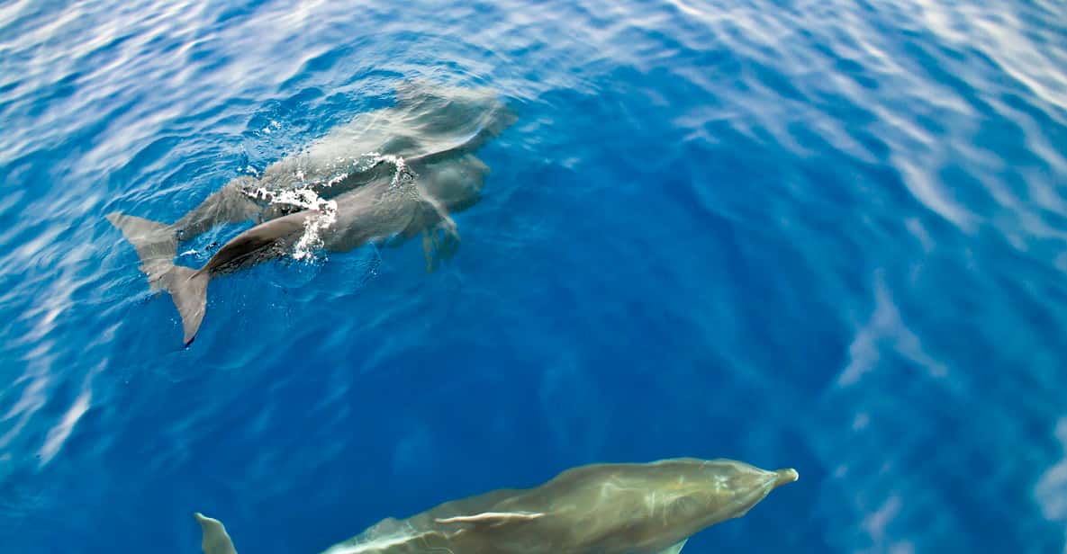 Gran Canaria: 2.5-Hour Dolphin Watching Boat Tour