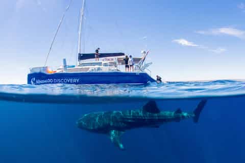 Ningaloo Whale Shark Swim by Sailing Catamaran from Exmouth