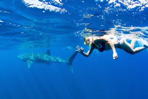 From Exmouth: Ningaloo Whale Shark Swim by Powerboat