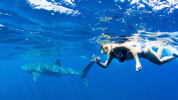 ningaloo whale shark swim by powerboat from exmouth