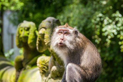 Ubud: tour privato con scimmie, risaie e tempio di Tanah Lot