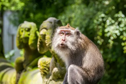 Ubud: Tour privato della Foresta delle Scimmie e delle Terrazze di Riso
