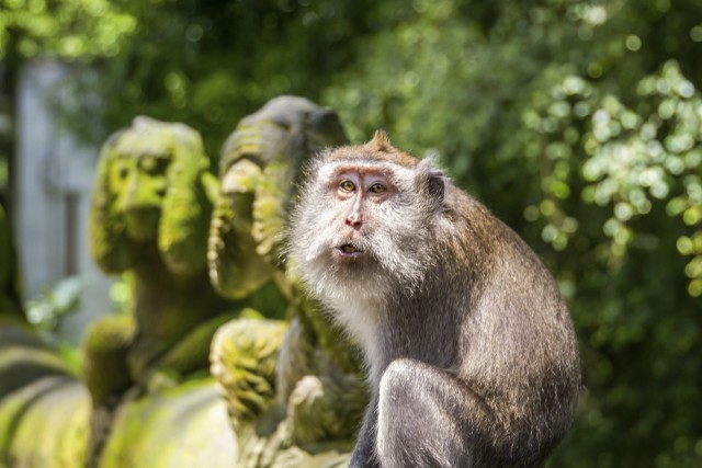 Visit Ubud: Monkey Forest, Rice Terrace & Tanah Lot Private Tour in Ubud