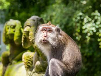 Ubud : Visite privée de la forêt des singes et des rizières