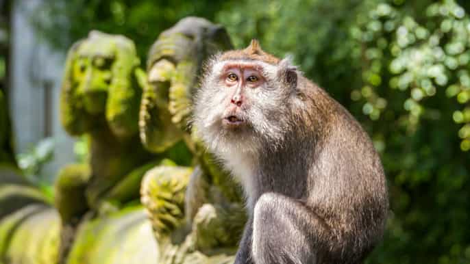 ubud monkey forest rice terrace tanah lot private tour