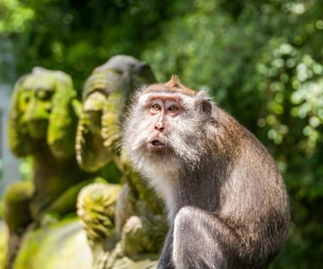 Ubud: Monkey Forest and Rice Terrace Private Tour
