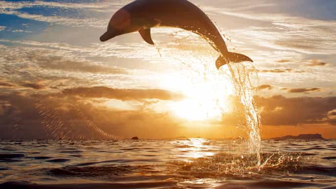 north bali sunrise tour with dolphins waterfalls temples