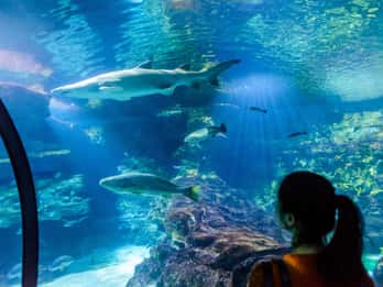 Barcelona Aquarium: Ticket ohne Anstehen Barcelona Aquarium: Ticket ohne Anstehen