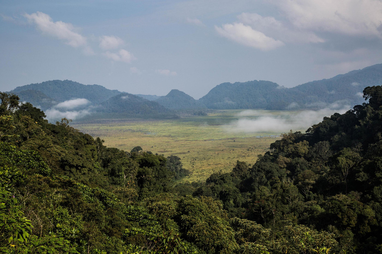 Vanuit Kigali: 2-daagse tocht door het Nyungwe National Park met chimpansees