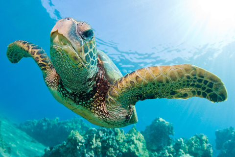 Honolulu: Excursión en barco con fondo de cristal por la costa sur de Oahu