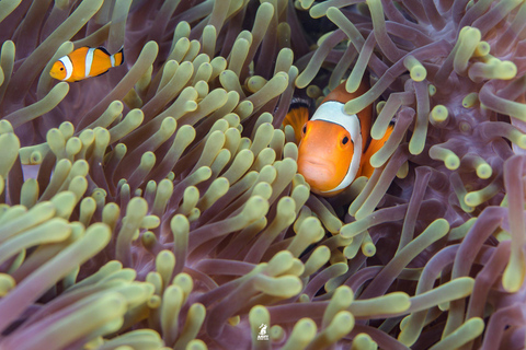 Von Khao Lak aus: Tauchausflug zu den Similan Inseln