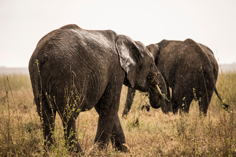 Best Amboseli National Park Safari Day Trip from Moshi
