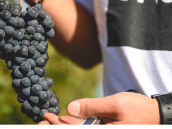 Vingårdsbesøk i Parma Hills og vinsmaking med matfat