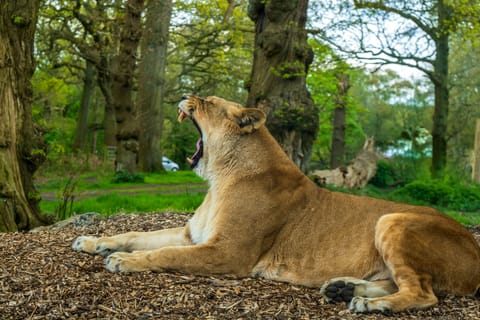 From Tokyo: Private Fuji Safari Park & Gotemba Outlets Tour - Image 2