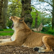 From Tokyo: Private Fuji Safari Park & Gotemba Outlets Tour