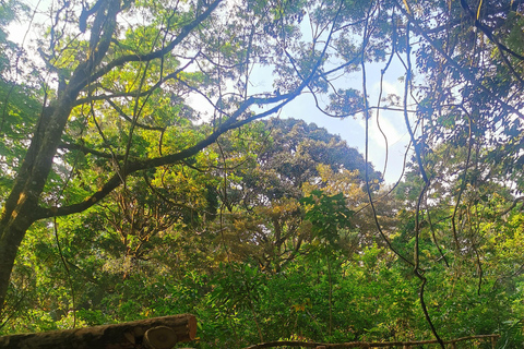 Monteverde: Ingresso di un giorno alla foresta di Oktari Walking Trails