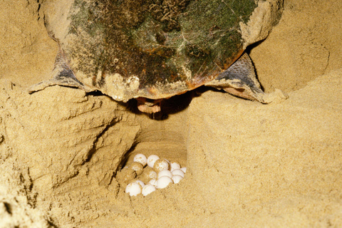 Sal Island: Night Turtle Watching Experience