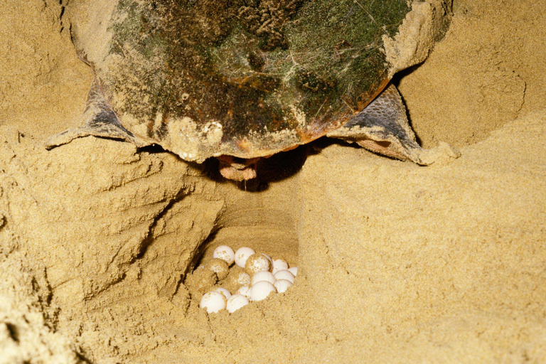 Sal Island: Night Turtle Watching Experience