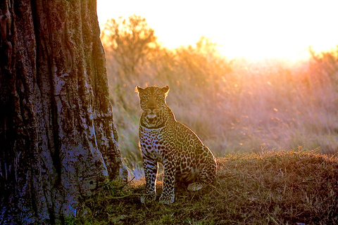 Nairobi National Park Tour Plus Elephant & Giraffe Centers