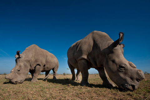 Nairobi National Park Tour Plus Elephant & Giraffe Centers