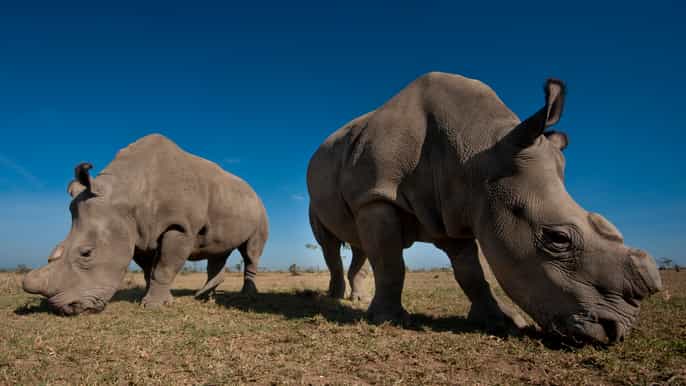nairobi national park tour plus elephant giraffe centers