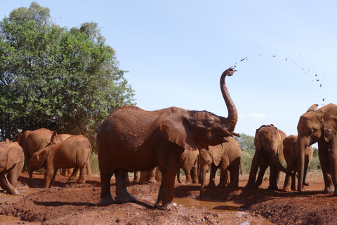 Nairobi National Park Tour Plus Elephant & Giraffe Centers