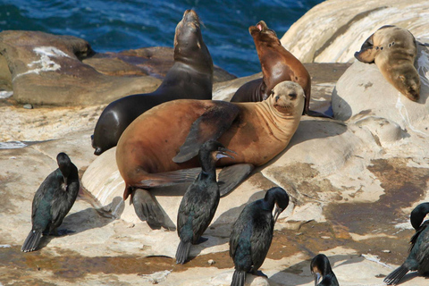 Hermanus Whale Watching Boat Trip and Wine Tasting