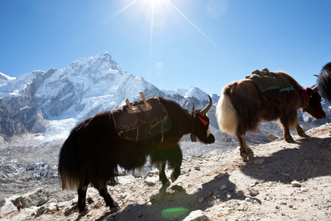 Klassieke Langtang Valley 6-daagse begeleide trektocht vanuit KathmanduKlassieke Langtang Valley 6-daagse trektocht vanuit Kathmandu