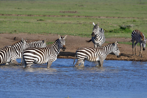 Safari de 4 jours dans le Masaai Mara et le parc national du lac Nakuru