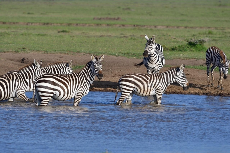 4 day safari in Masaai Mara and Lake Nakuru National Park