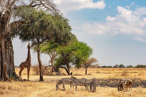 8-DAYS WILDEBEEST MIGRATION RIVER CROSSING AT SERENGETI Guided Tour