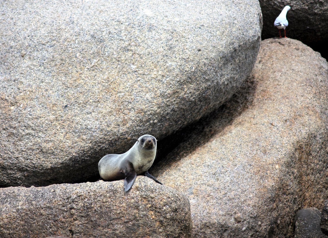 Victor Harbor: Krydstogt til Seal Island