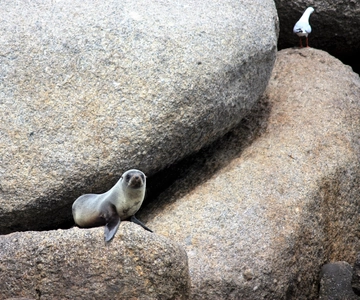 Victor Harbor: Seal Island Cruise