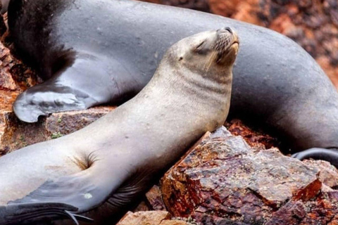 باراكاس توتال: جزر باليستاس والمحمية الوطنية في يوم واحد