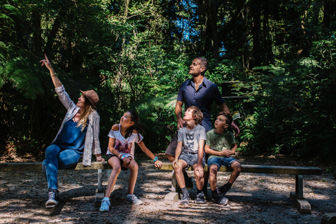 Sanctuary Mountain: Ancient Forest Guided Tour